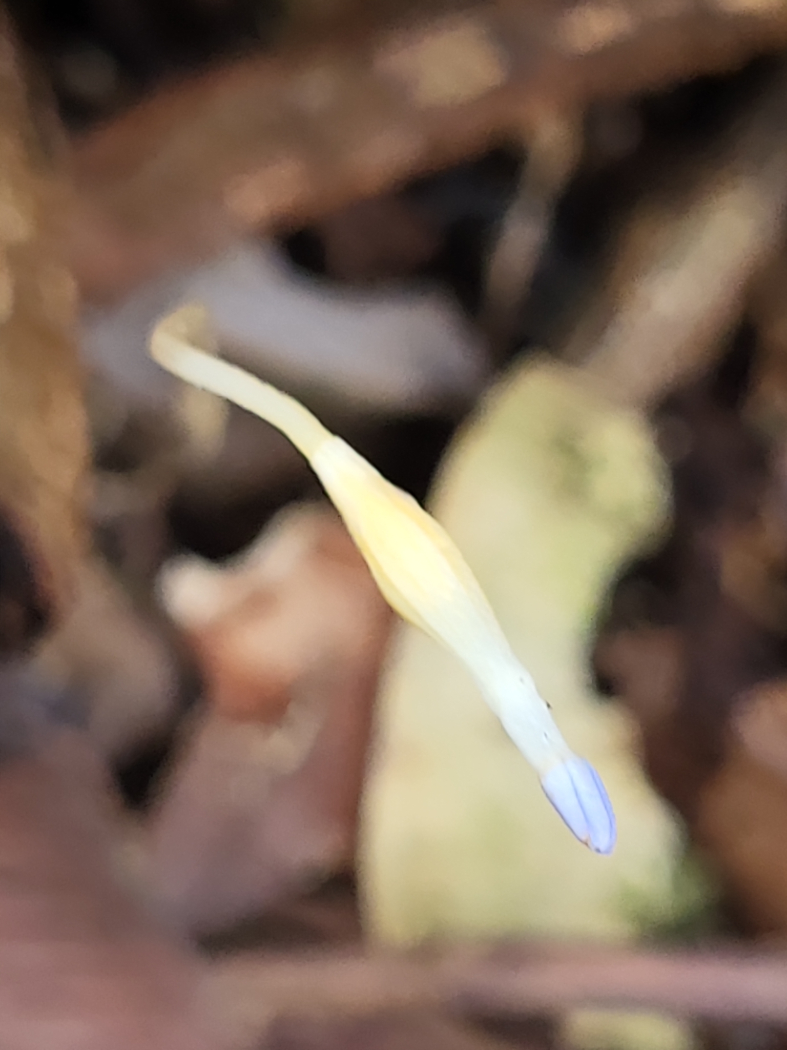 Imagem de Flor-de-fantasma