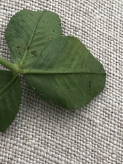 Liriomyza fricki