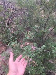 Mimosa distachya laxiflora