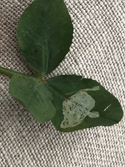 Liriomyza fricki