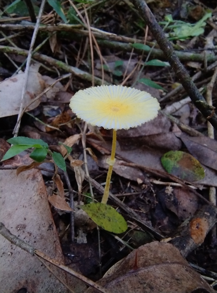Leucocoprinus fragilissimus · February 2025 · photo: © lelacappelli (iNaturalist, cc0)