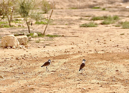 Spur-winged Lapwing