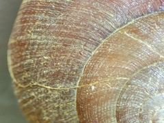 Xerarionta intercisa