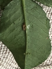 Liriomyza fricki