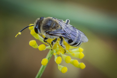 Colletes