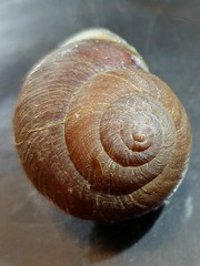 Xerarionta intercisa