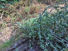 Crataegus monogyna