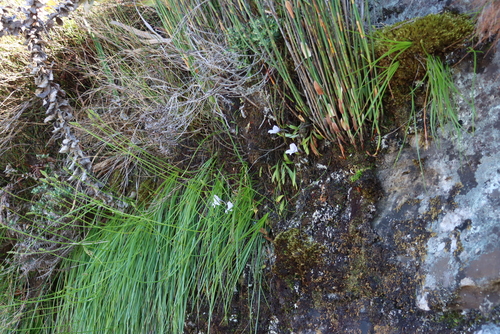 Trachyandra tabularis