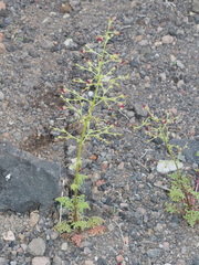 Scrophularia myriophylla