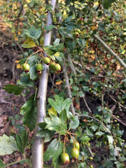 Crataegus monogyna