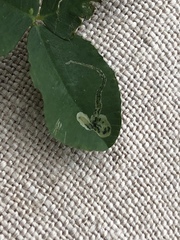 Liriomyza fricki