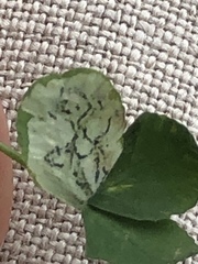 Liriomyza fricki