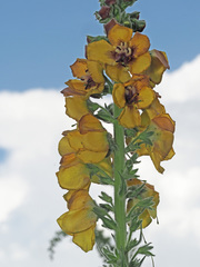 Verbascum georgicum