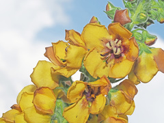 Verbascum georgicum