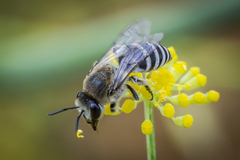 Colletes