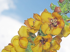 Verbascum georgicum
