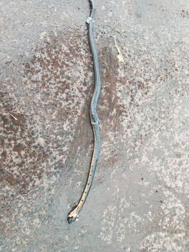 Black Copper Rat Snake