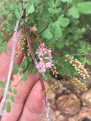 Mimosa distachya laxiflora