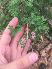 Mimosa distachya laxiflora