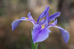 Iris savannarum