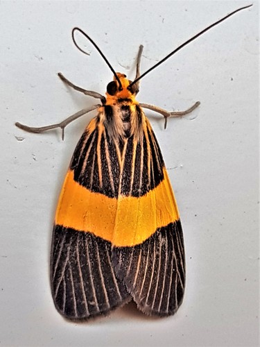 Scotura transversa