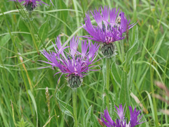 Centaurea triumfettii