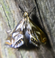 Chrysendeton imitabilis