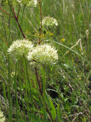Allium flavescens