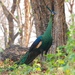 Indo-Chinese Green Peafowl - Photo (c) mwbirdco, some rights reserved (CC BY-NC), uploaded by mwbirdco