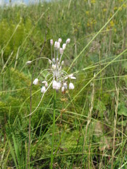 Allium podolicum