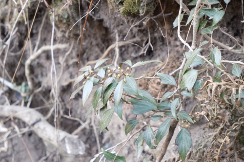 Image of Hedera rhombea by (c) 王天, some rights reserved (CC BY)