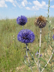 Echinops ritro ruthenicus
