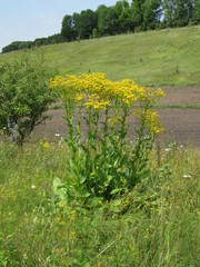Senecio doria