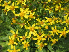 Senecio doria