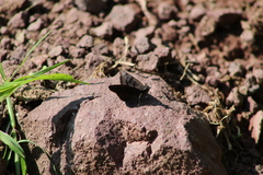 Carcharodini