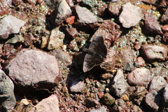 Carcharodini