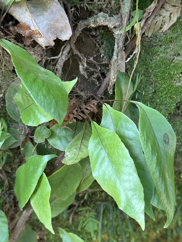 Tectaria harlandii (Tectaria harlandii)