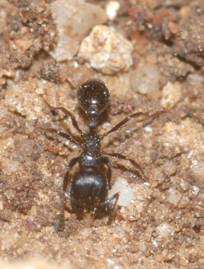 Oxyopomyrmex saulcyi