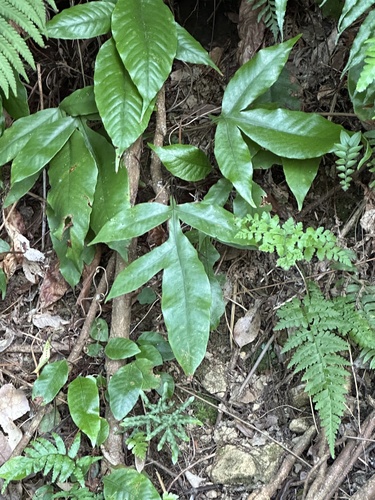 Tectaria harlandii (Tectaria harlandii)