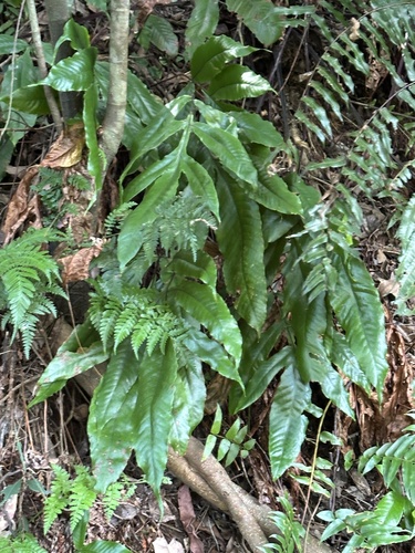 Tectaria harlandii (Tectaria harlandii)
