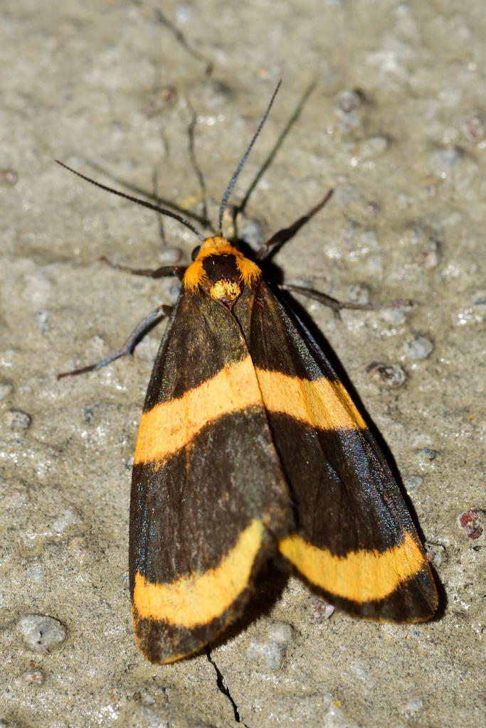 Eudesmia cypris