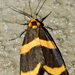 Eudesmia cypris - Photo (c) Ricardo Arredondo T., some rights reserved (CC BY-NC), uploaded by Ricardo Arredondo T.