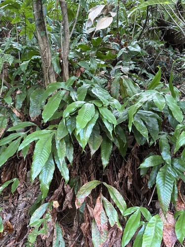 Tectaria harlandii (Tectaria harlandii)