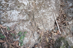 Hemiboea subcapitata, photograph 王天, CC BY, iNaturalist via GBIF