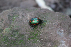 Pachycoris