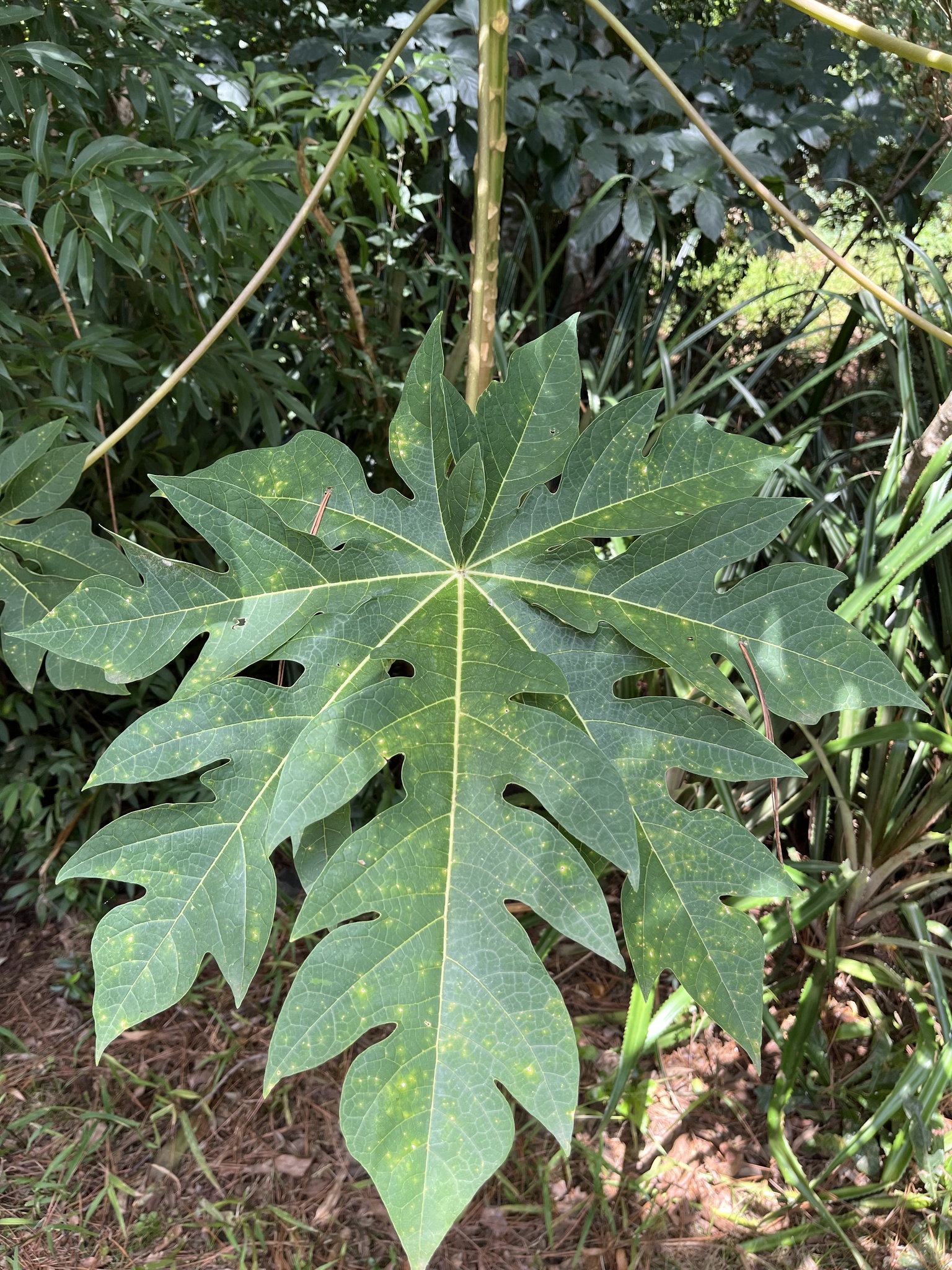 Carica papaya