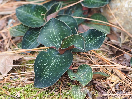 Image of Anoectochilus formosanus by no rights reserved
