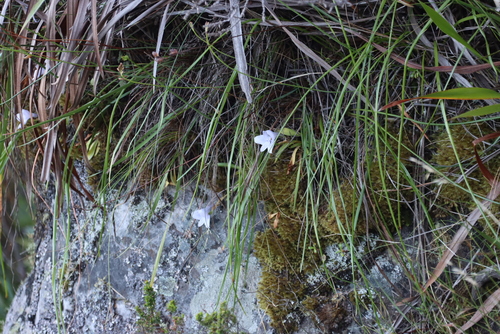 Image of Disa longicornu by (c) Tony Rebelo, some rights reserved (CC BY-SA)