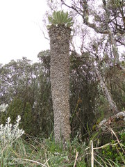 Espeletia pycnophylla