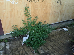 Buddleja davidii